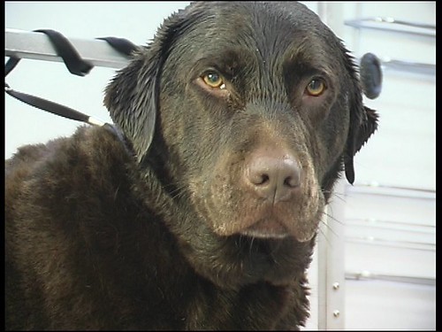 Chien après sa coupe aux ciseaux, pelage soigné